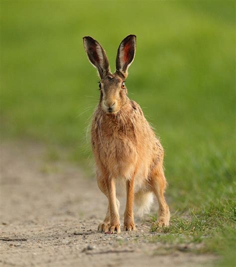 Brown Hare Isitting On Farm Track Spring Evening Suffolk Lepus