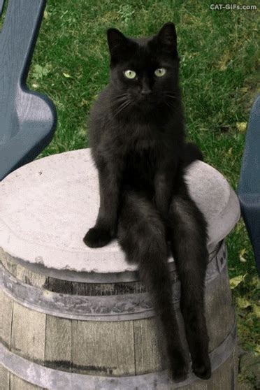 Cat  Cool Black Cat Sitting Like A Human And Swinging