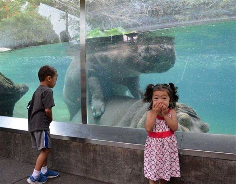 25 Of The Greatest Zoo Moments Caught On Camera Dont Poke The Bear
