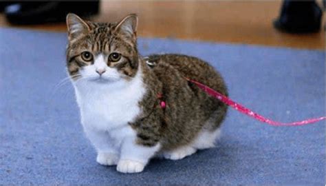 These Munchkin Kitten Photos Will Put A Smile On Your Face Munchkin