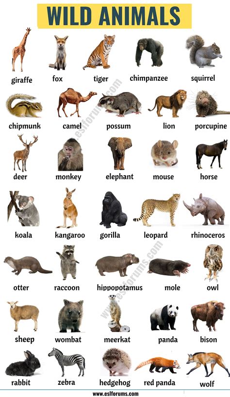 List Of Animals A Big Lesson Of Animals Names With The Pictures