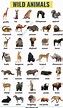 All Animals In The World A-z