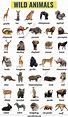 List of Animals: A Big Lesson of Animals Names with the Pictures ...