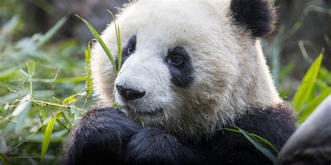 The Real Significance Of Chinas New Giant Panda National Park