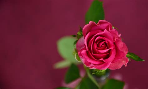Selective Focus Photo Of Pink Rose In Bloom · Free Stock Photo