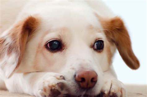 Sad Dog Free Stock Photo Public Domain Pictures