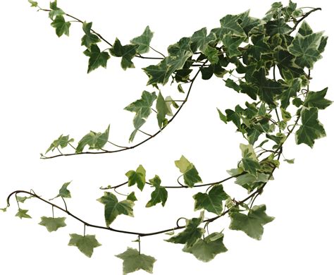 http://www.picshare.ru/uploads/140805/wjO8x2M5am.png | Artificial plant png image
