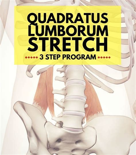 Strengthen Your Tight Quadratus Lumborum 3 Step Program Quadratus