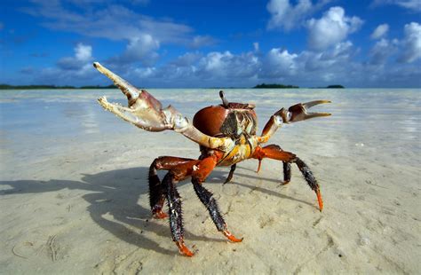 Crab Hd Animals 4k Wallpapers Images Backgrounds Photos And Pictures