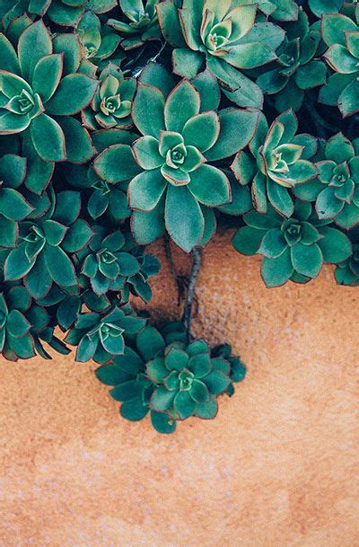 Succulents Wallpaper Hd Best Succulent Ideas