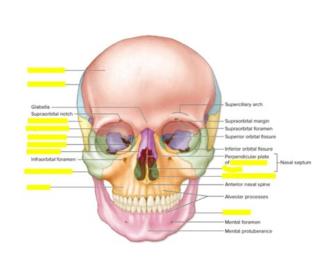 Facial Bones Anterior View Printable