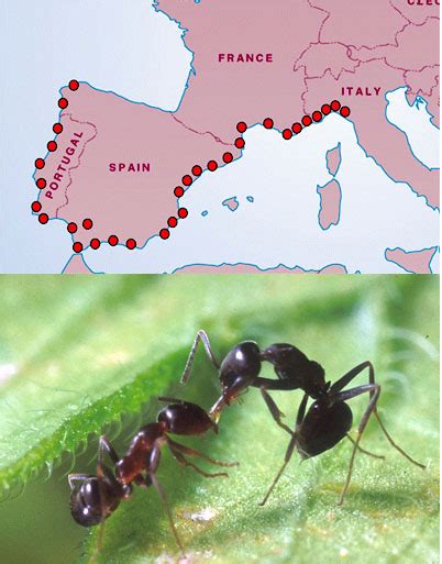 Argentine Ants Vs Fire Ants