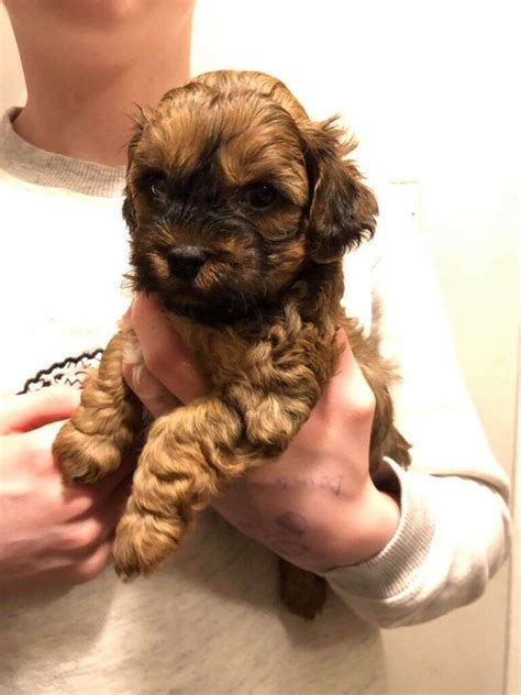 The shihpoo is a designer breed created through the cross of the shih tzu & the poodle breed. Beautiful miniature shih poo puppies | in Newcastle, Tyne and Wear | Gumtree