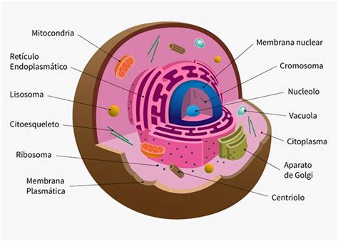Celula Eucariota Y Sus Organelos Rejos