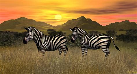 zebra sunset digital art by walter colvin fine art america