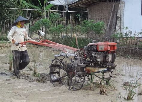Traktor dan kerbau membajak sawah g1000. 30+ Ide Gambar Sketsa Petani Membajak Sawah - Tea And Lead