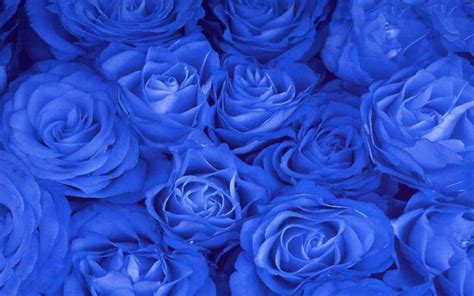 Blue Roses Background Wallpapersafari