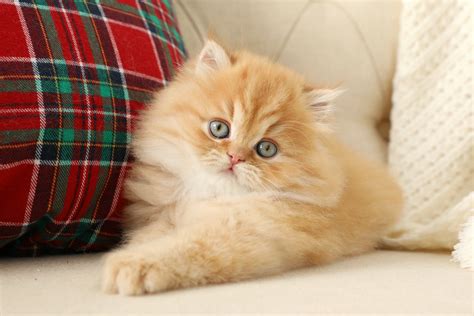 Check out our cute persian kitten photos! Red Persian Cats | Red Persian Kittens | Orange Cats ...