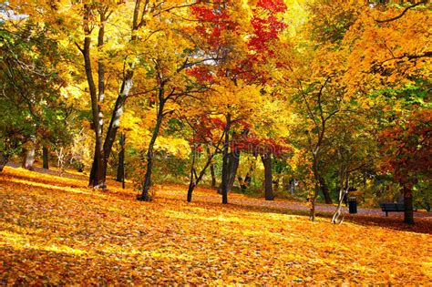 Autumn Leaves Imagen De Archivo Imagen De Belleza Hoja 34481987