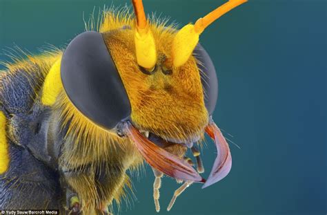 Macro Images Reveal Faces Of Tiny Insects Daily Mail Online