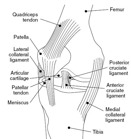 Knee tendons diagram (page 1). File:Knee medial view.gif - Wikimedia Commons