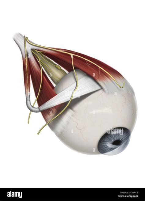 Left Supramedial Eye Anatomy Showing Muscle Innervation Stock Photo Alamy