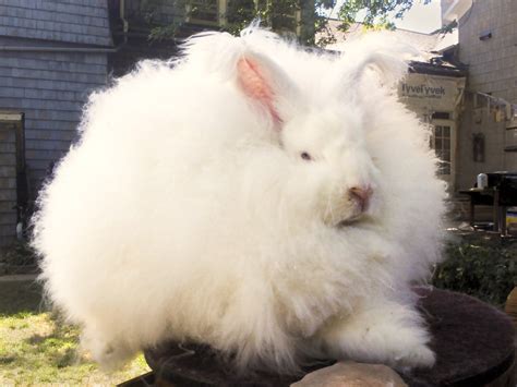 Top 10 Fluffiest Animals In The World The Mysterious World