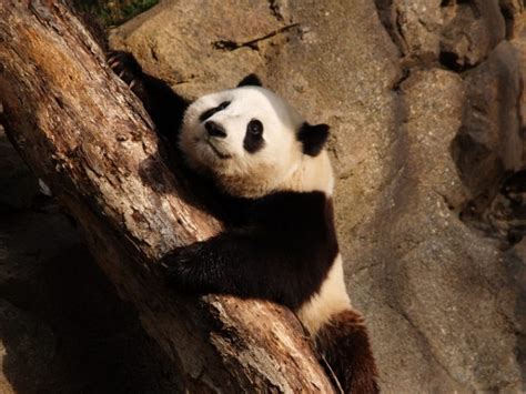 Bears And Bamboo The Fossil Record Of Giant Pandas Wired