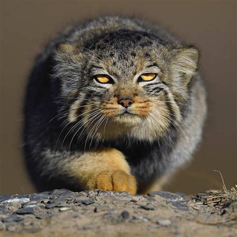 Big Cats Wildlife On Instagram Beautiful Pallas Cat 😻 Images 📸 In The