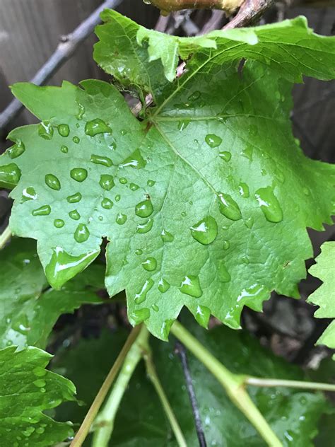 April 7: Raindrops on grape leaves. | Plant leaves, Grape leaves, Leaves