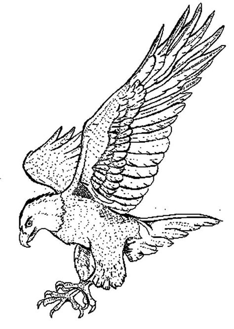 Falcon Coloring Pages At Free Printable Colorings