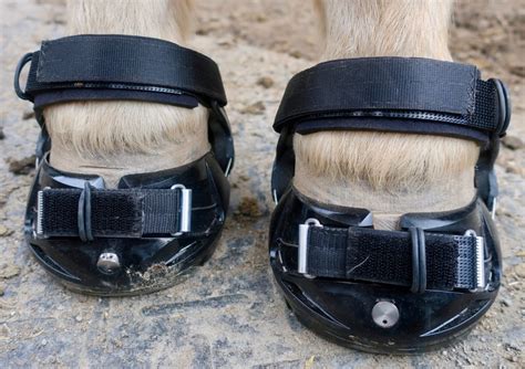 Adjusting Pies Hoof Boots Part 3 Of The 3 Part Series On