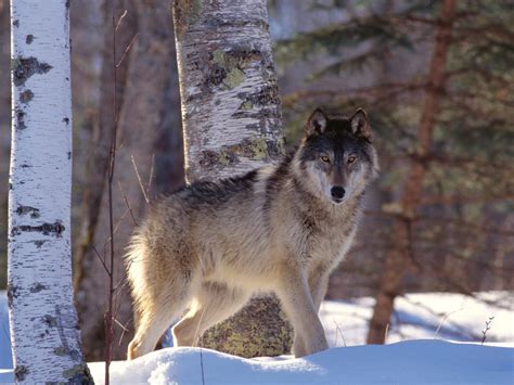 The Wild Wolf | New Pictures | The Wildlife