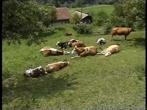 Klicken sie hier, um schweiz datenbank der postleitzahl zu kaufen. Berner Oberland 2004 (VHS-Archiv) - Während sich die Kühe ...