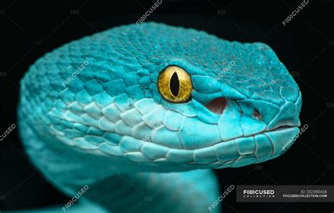 Blue Pit Viper Red Snake Bmp Extra