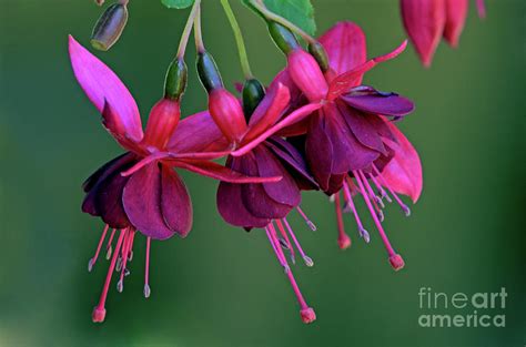 Fuschia Gardens Photograph By Laura Mountainspring Fine Art America