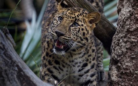 Leopard Panthera Pardus Facts About Animals