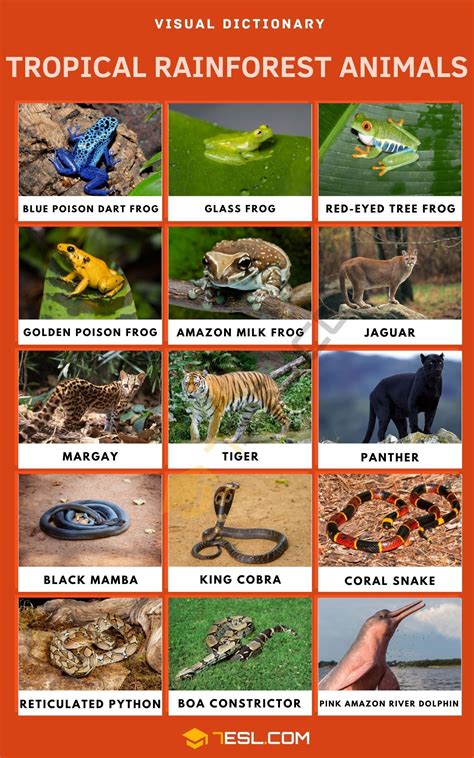 Tropical Rainforest Animals List Of Animals Animals Of The World Zoo