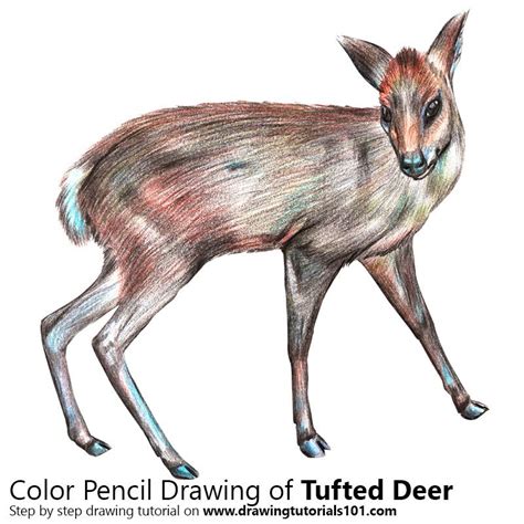Tufted Deer With Color Pencils Time Lapse Drawing Tutorials Colored