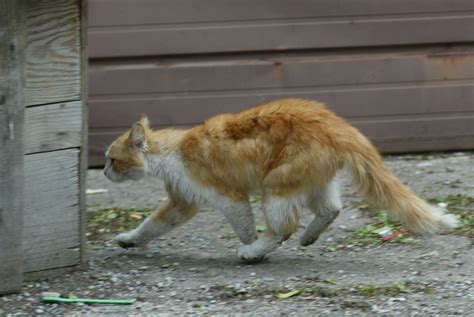 Tecumseh Tries To Reduce Feral Cat Population Toronto Sun