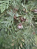 × Cupressocyparis leylandii (Cupressaceae) MM. Leyland-ciprus angliai ...