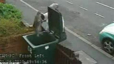 Harlechnnorfolk Bbc News Inquiry After Cctv Shows Woman Dumping Cat In Wheelie Bin