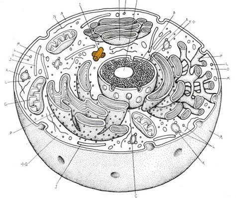 Unlabeled Eukaryotic Animal Cell