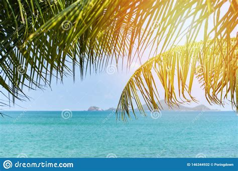 Tropical Beach Sea With Coconut Palm Tree Sunlight Ocean On The Summer