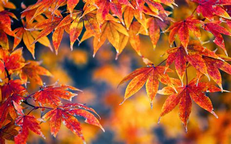 Fall Foliage Backgrounds Free Download Pixelstalknet