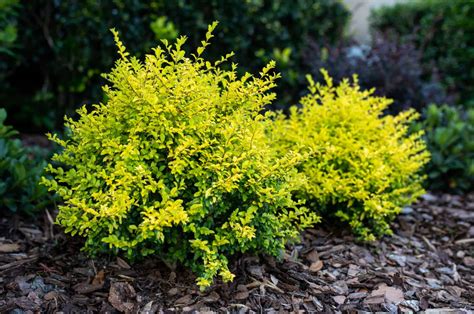 How To Care For A Sunshine Ligustrum In Winter And Other Tips