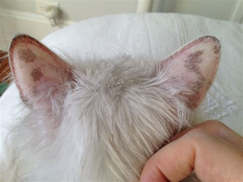 my cat had developed dark spots on her ears she also has a small spot right inside one ear and