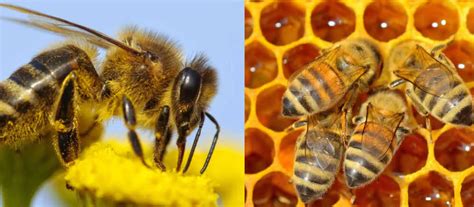 Russian Bees Vs Italian Bees Comparison Guide Bee Professor