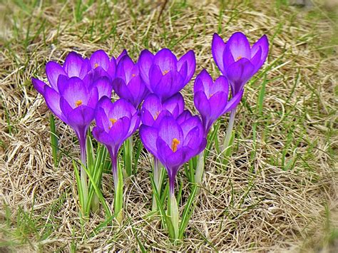 Spring Crocus Flowers Photograph By Lyuba Filatova Pixels