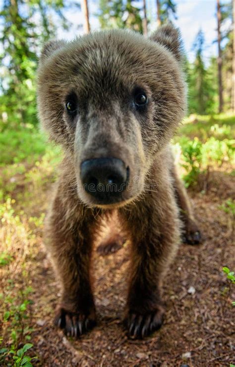 Wild Brown Bear Cub Looking At Camera Close Up Wide Angle Cub Of Brown